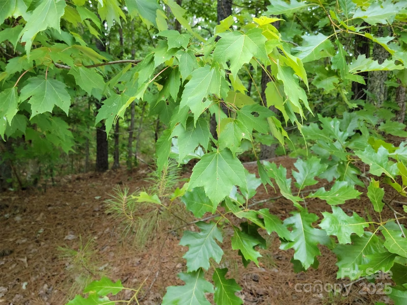 Property image 5 at 6026 Plantation Pointe Drive, Granite Falls, NC 28630