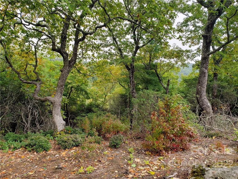 Property image 4 at 104 Windcliff Drive, Asheville, NC 28803