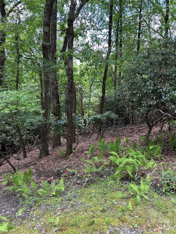 Tbd Connestee Trail