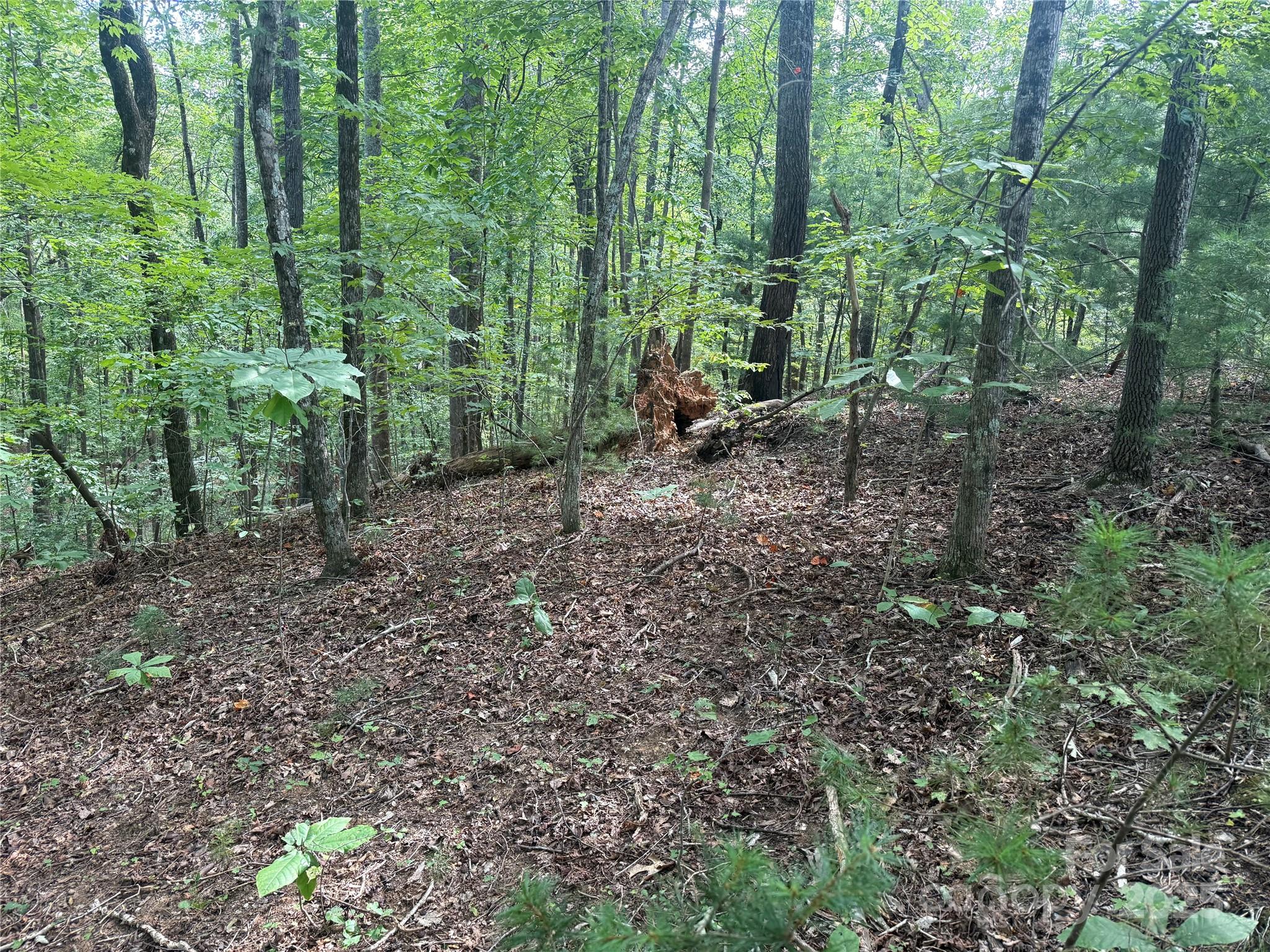 Property image 2 of Tbd Forest Country Drive in Forest Heights, Marion, NC 28752