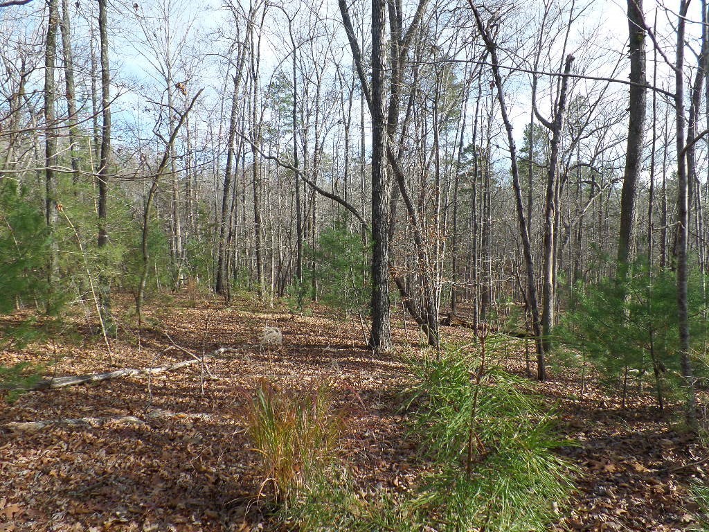 Property image 4 of 118 Holly Hill in Cedar Creek, Sunset, SC 29685